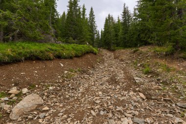 Offroad patikası ve orman boyunca toprak bir yolda izler.