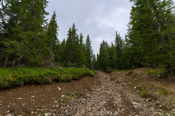 Offroad patikası ve orman boyunca toprak bir yolda izler.