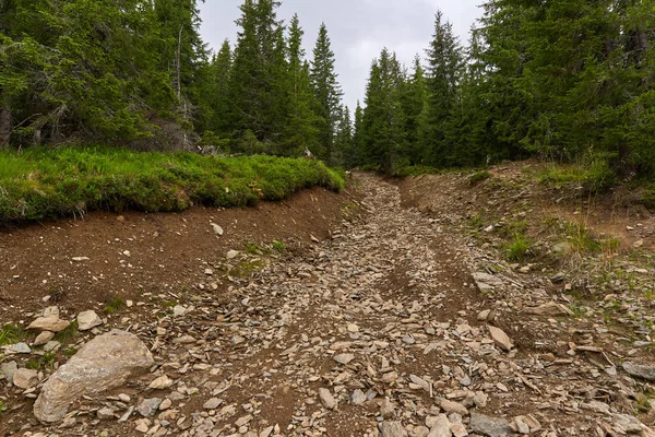 Offroad patikası ve orman boyunca toprak bir yolda izler.