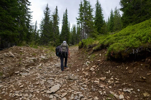 Hombre Con Dos Mochilas Grandes Caminando Por Bosque Pinos Montaña —  Fotos de Stock