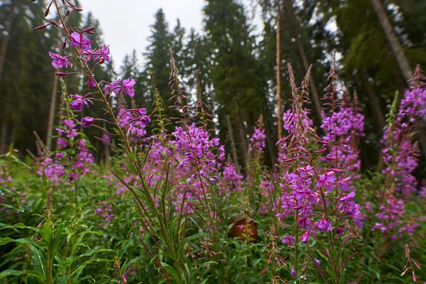Arka Planda Uzun Çam Ormanı Olan Pembe Dağ Çiçeklerine Yakın — Stok fotoğraf