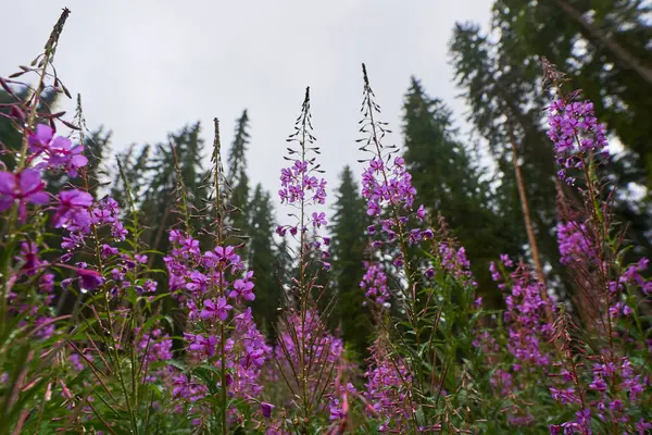 Primo Piano Fiori Rosa Montagna Con Alta Pineta Sullo Sfondo — Foto Stock