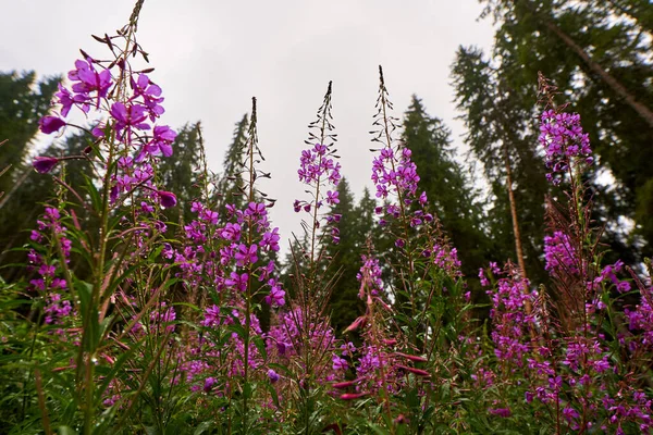 Closeup of pink mountain flowers with tall pine forest in background