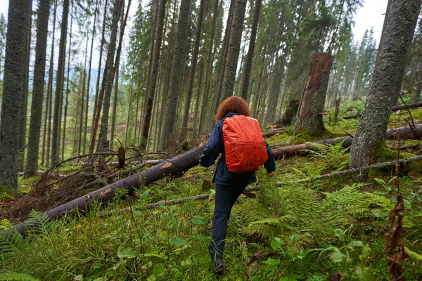 Mulher Turista Com Capa Chuva Mochila Caminhando Pela Floresta Pinheiros — Fotografia de Stock