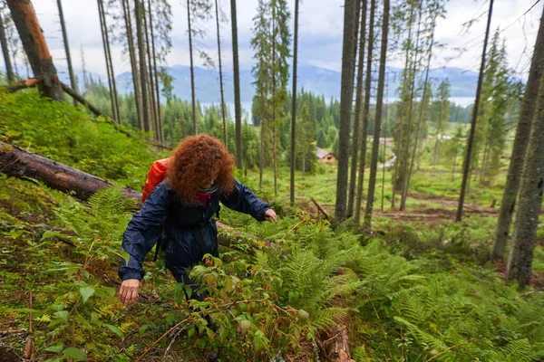 Mulher Caminhante Com Mochila Colhendo Framboesas Arbusto Floresta — Fotografia de Stock