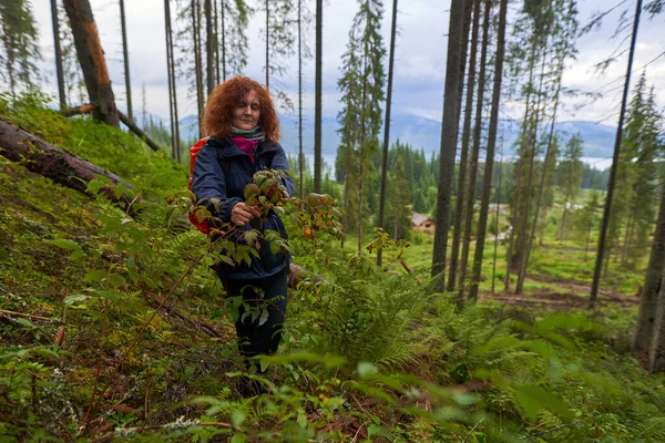 Mujer Excursionista Con Mochila Recogiendo Frambuesas Arbusto Bosque —  Fotos de Stock