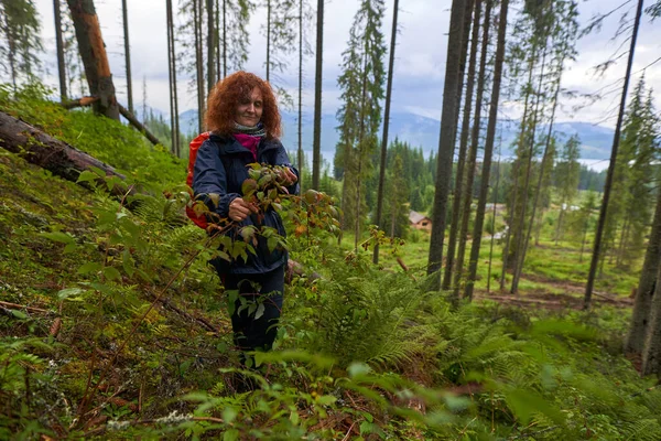 Mulher Caminhante Com Mochila Colhendo Framboesas Arbusto Floresta — Fotografia de Stock