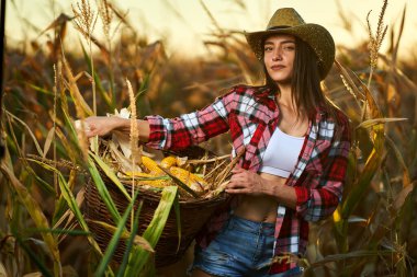 Mısır hasadında şapkalı ve ekose gömlekli güzel çiftçi kadın.