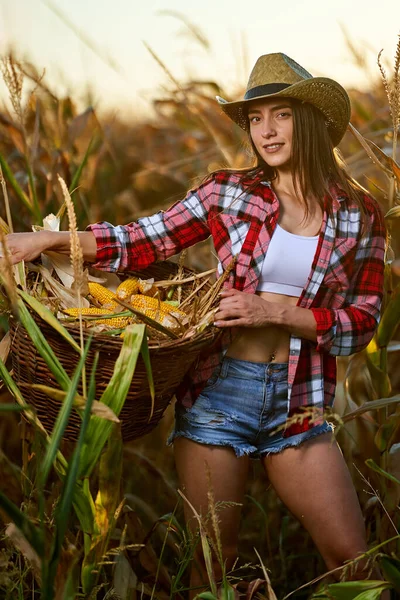 Tânără Frumoasă Femeie Fermier Pălărie Cămașă Carouri Recolta Porumb — Fotografie, imagine de stoc