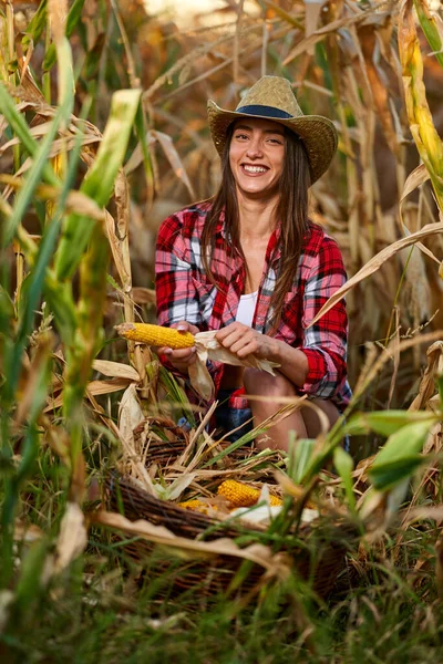 Mladá Krásná Farmářka Žena Klobouku Kostkované Košile Při Sklizni Kukuřice — Stock fotografie