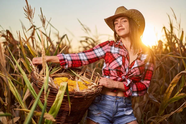 若いです美しい農家の女性で帽子と遊びシャツでトウモロコシの収穫 — ストック写真
