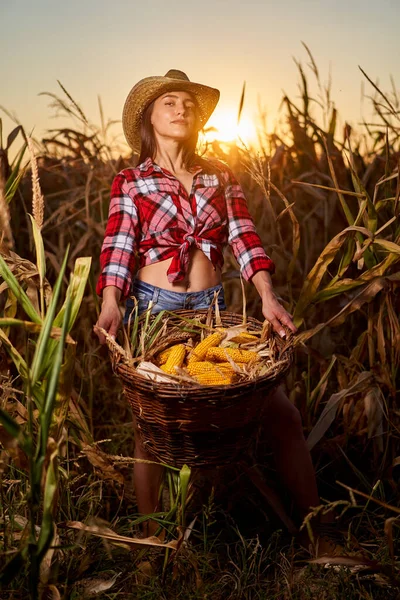 Jovem Mulher Bonita Agricultor Chapéu Camisa Xadrez Colheita Milho — Fotografia de Stock