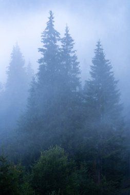 Puslu bir sabahta dağdaki çam ormanı