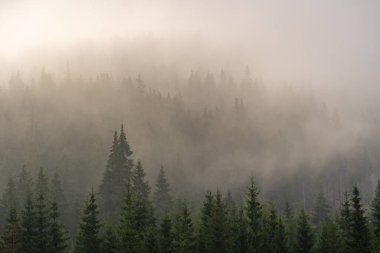 Puslu bir sabahta dağdaki çam ormanı