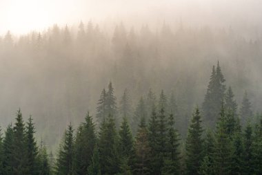 Puslu bir sabahta dağdaki çam ormanı