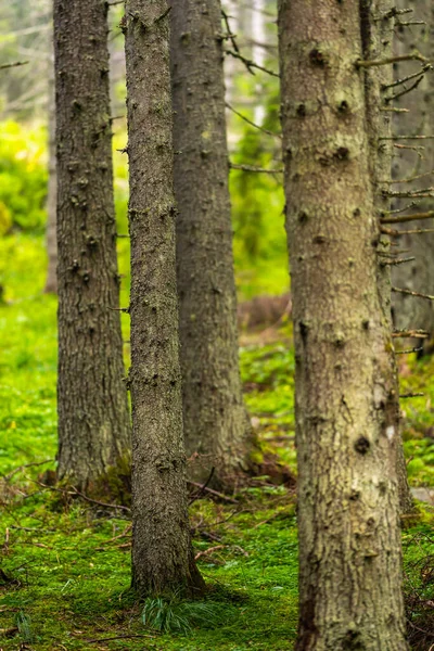 Dennenbos Berg Mistige Ochtend — Stockfoto