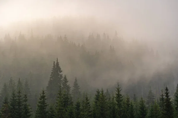 Floresta Pinheiro Montanha Manhã Enevoada — Fotografia de Stock