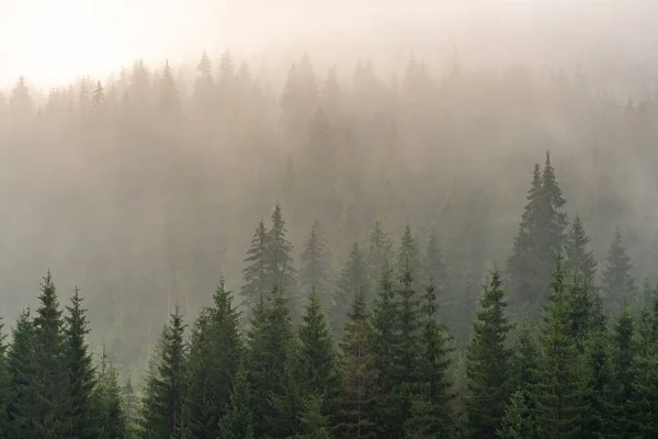 Сосновый Лес Горе Туманное Утро — стоковое фото