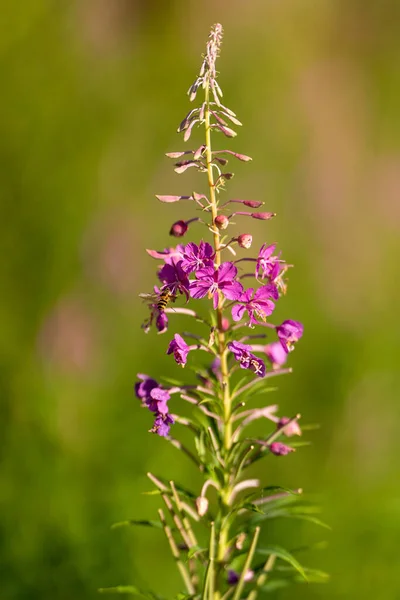Primer Plano Flor Silvestre Púrpura Bosque —  Fotos de Stock
