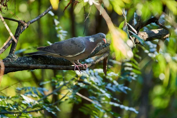 Pombo Selvagem Ramo Uma Árvore — Fotografia de Stock