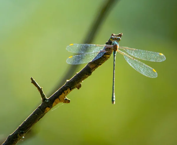 Closeup Dragonfly Twig Tree — Stock Photo, Image