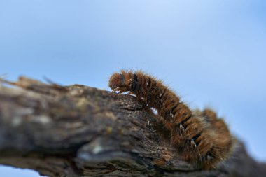 Tilki güvesi tırtılı bir tahta parçasına yakın çekim yapıyor.