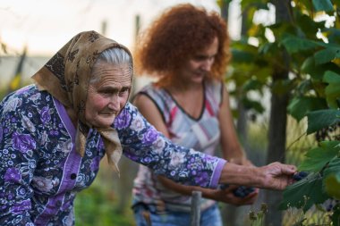 Anne ve kız çiftçiler gün batımında bahçede yemek için üzüm topluyor.