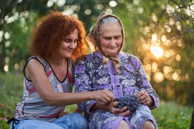 Anne ve kız çiftçiler gün batımında meyve bahçesinde üzüm yiyorlar.