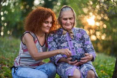 Anne ve kız çiftçiler gün batımında meyve bahçesinde üzüm yiyorlar.