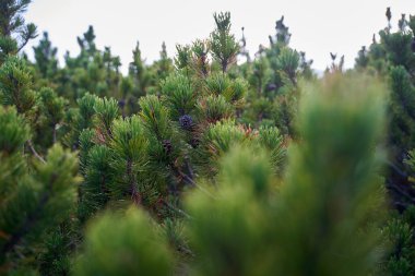 Dağlık çam ormanları, pinus mugo, sonbaharın başlarında, dağlık arazide.