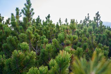 Dağlık çam ormanları, pinus mugo, sonbaharın başlarında, dağlık arazide.