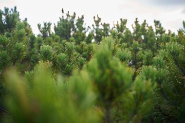 Dağlık çam ormanları, pinus mugo, sonbaharın başlarında, dağlık arazide.