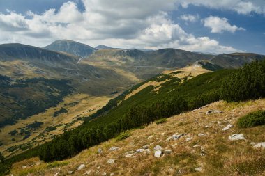Dağlık çam ormanları, pinus mugo, sonbaharın başlarında, dağlık arazide.