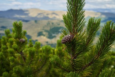 Dağlık çam ormanları, pinus mugo, sonbaharın başlarında, dağlık arazide.