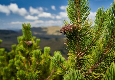 Dağlık çam ormanları, pinus mugo, sonbaharın başlarında, dağlık arazide.