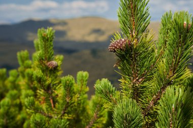 Dağlık çam ormanları, pinus mugo, sonbaharın başlarında, dağlık arazide.