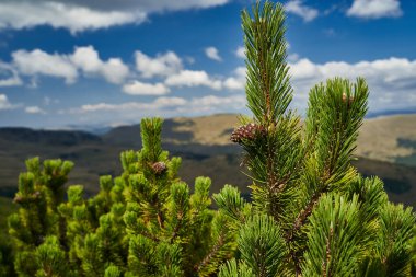Dağlık çam ormanları, pinus mugo, sonbaharın başlarında, dağlık arazide.