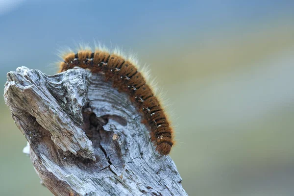 Chiendent Renard Chenille Gros Plan Sur Morceau Bois — Photo