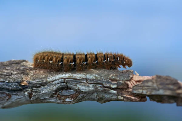 Fox Polilla Oruga Primer Plano Pedazo Madera — Foto de Stock