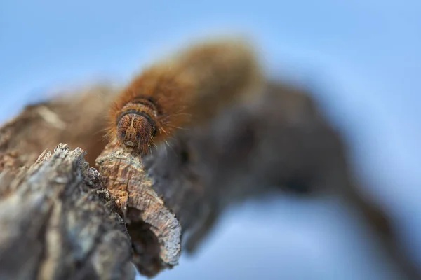 Liščí Můra Housenka Detailní Kus Dřeva — Stock fotografie