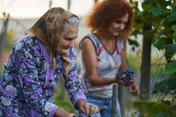 Agricultores Mãe Filha Colhendo Uvas Pôr Sol Para Jantar Quintal — Fotografia de Stock