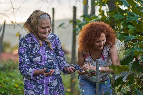 母と娘の農家は裏庭から夕食のために日没時にブドウを選ぶ — ストック写真