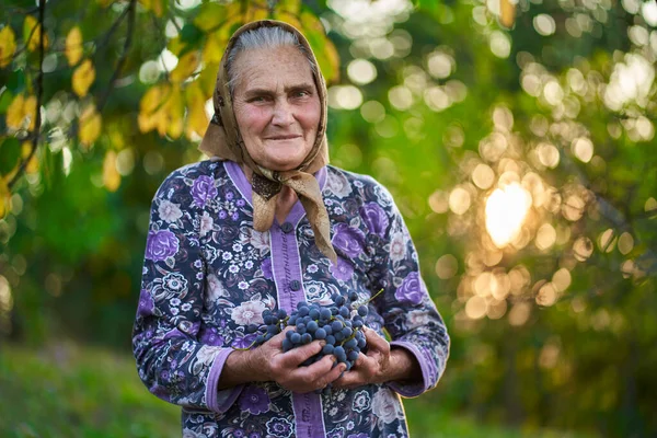 Gün Batımında Yeni Toplanmış Üzümlerle Yaşlı Bir Çiftçi Kadın — Stok fotoğraf