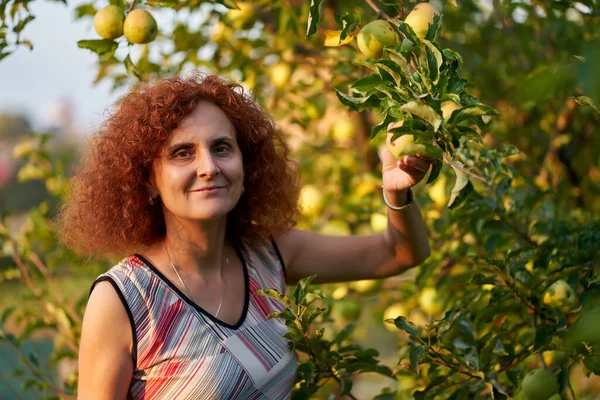 Senhora Jardineiro Feliz Escolhendo Maçã Dourada Pôr Sol — Fotografia de Stock