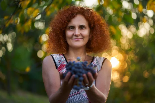 Kręcone Włosy Ruda Rolnik Kobieta Trzyma Dużą Grupę Niebieskich Winogron — Zdjęcie stockowe