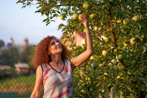 Happy Gardener Lady Picking Golden Apple Sunset — Stock Photo, Image