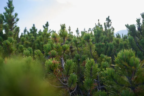 Floresta Pinheiros Montanha Esfoliação Pinus Mugo Início Outono Terras Altas — Fotografia de Stock