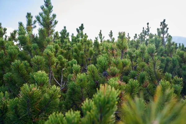 Les Křovinatých Borovic Pinus Mugo Začátku Podzimu Vysočině — Stock fotografie