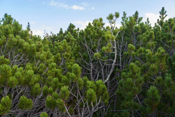 Skogen Buskmarker Pinus Mugo Tidigt Hösten Höglandet — Stockfoto