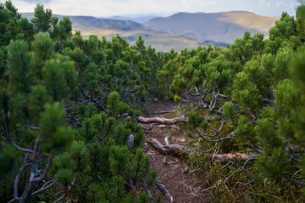 Dağlık Çam Ormanları Pinus Mugo Sonbaharın Başlarında Dağlık Arazide — Stok fotoğraf